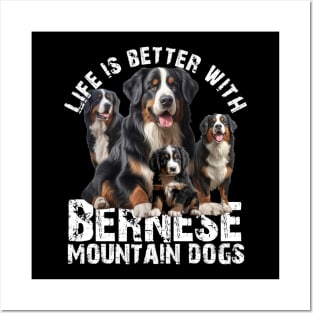 Bernese mountain dogs Posters and Art